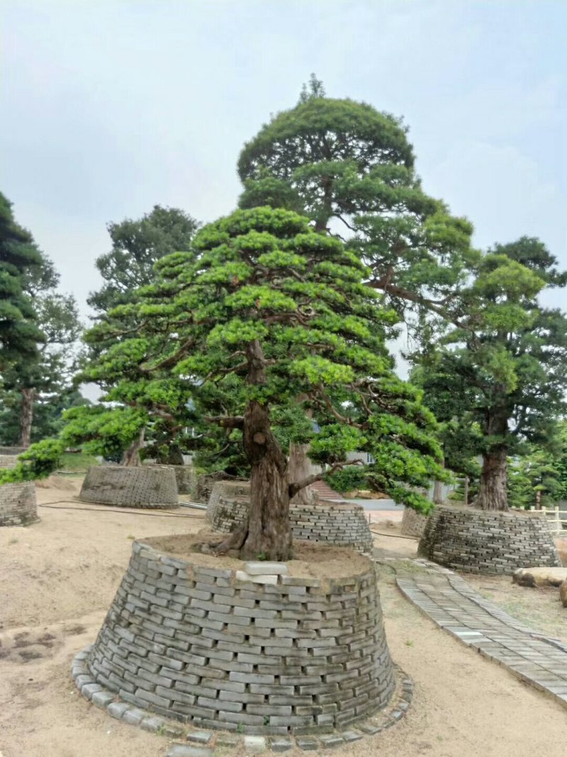 高杆造型罗汉松，20一60公分盆景，别墅装修设计，精美