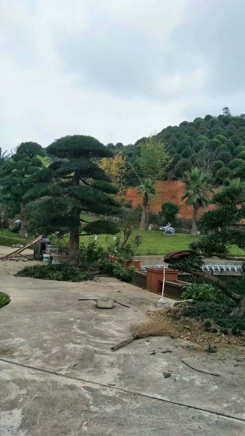 高杆造型罗汉松，20一60公分盆景，别墅装修设计，精美