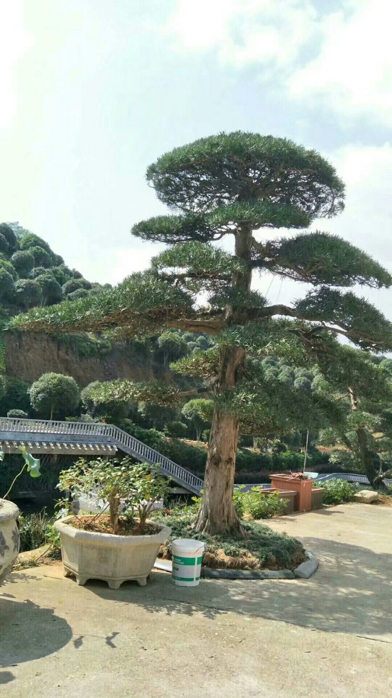 高杆造型罗汉松，20一60公分盆景，别墅装修设计，精美