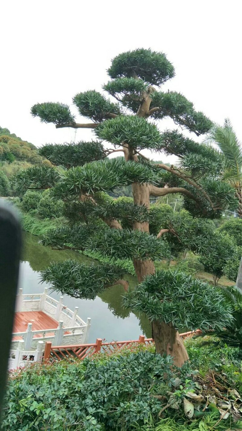高杆造型罗汉松，20一60公分盆景，别墅装修设计，精美