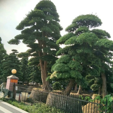 高杆造型罗汉松，20一60公分盆景，别墅装修设计，精美