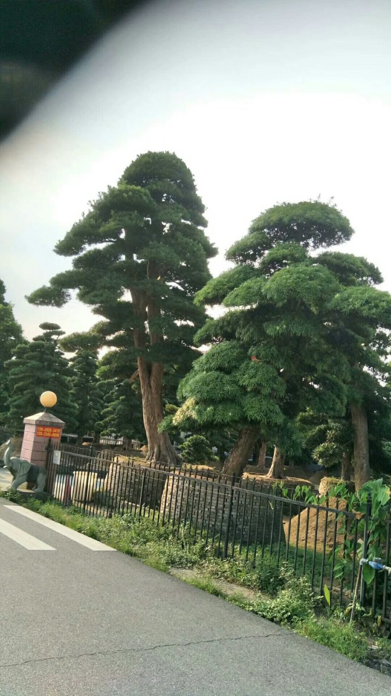 高杆造型罗汉松，20一60公分盆景，别墅装修设计，精美