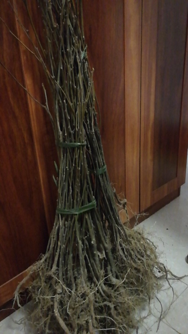 拐枣红拐枣苗万寿果苗三年苗柺枣定植后隔年可挂果