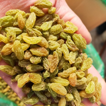 新疆吐鲁番葡萄干160一箱20斤