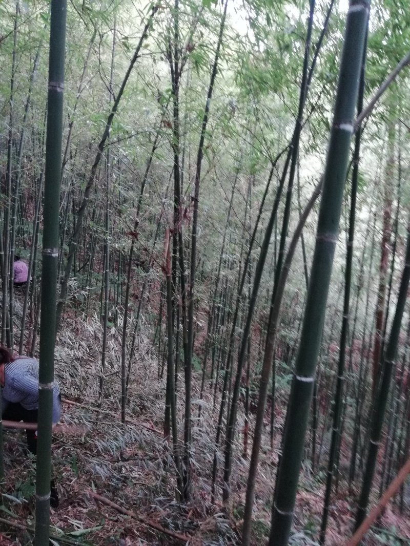 甜笋
