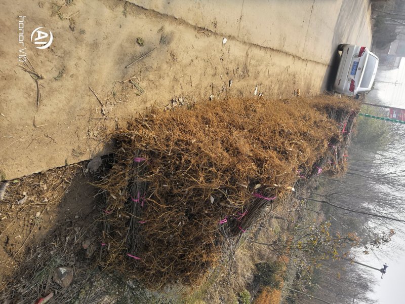 构树荒山盐碱地旱地专用构树苗苗圃大量供应绿化苗