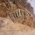 构树荒山盐碱地旱地专用构树苗苗圃大量供应绿化苗