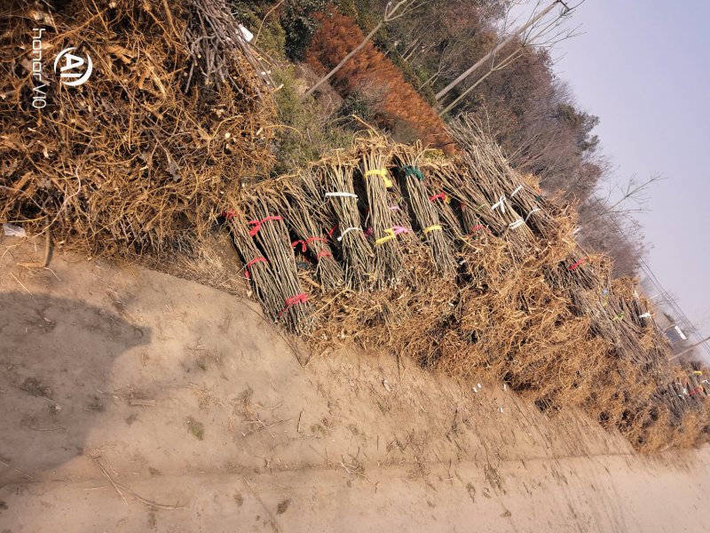 构树荒山盐碱地旱地专用构树苗苗圃大量供应绿化苗