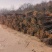 构树荒山盐碱地旱地专用构树苗苗圃大量供应绿化苗