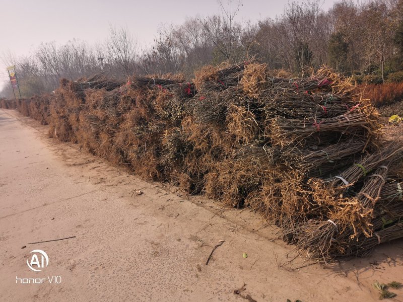构树荒山盐碱地旱地专用构树苗苗圃大量供应绿化苗