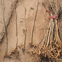 构树荒山盐碱地旱地专用构树苗苗圃大量供应绿化苗