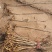 构树荒山盐碱地旱地专用构树苗苗圃大量供应绿化苗