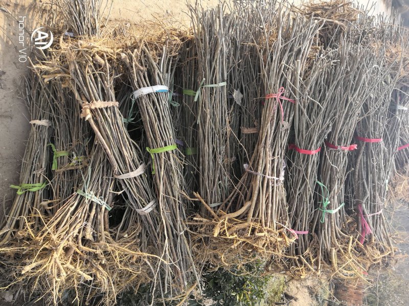 构树荒山盐碱地旱地专用构树苗苗圃大量供应绿化苗