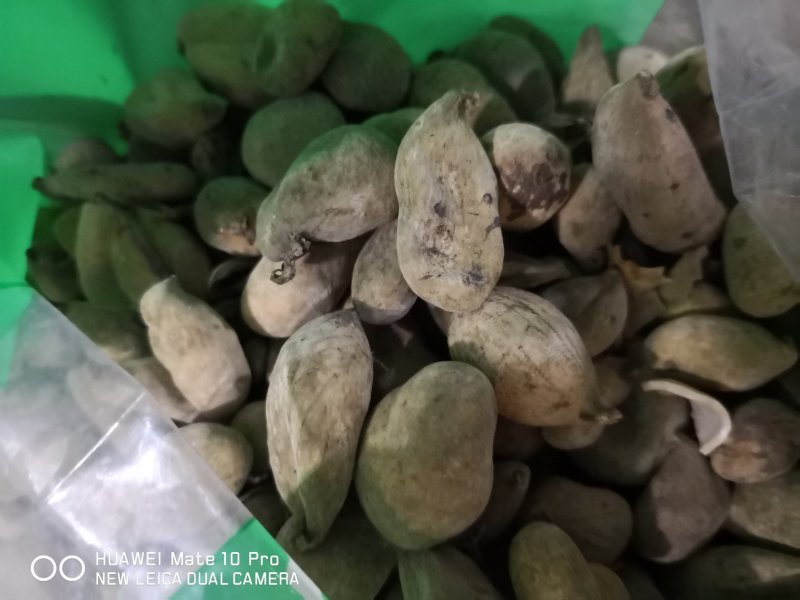 五倍子干货散装量大从优常年经营各种中药材