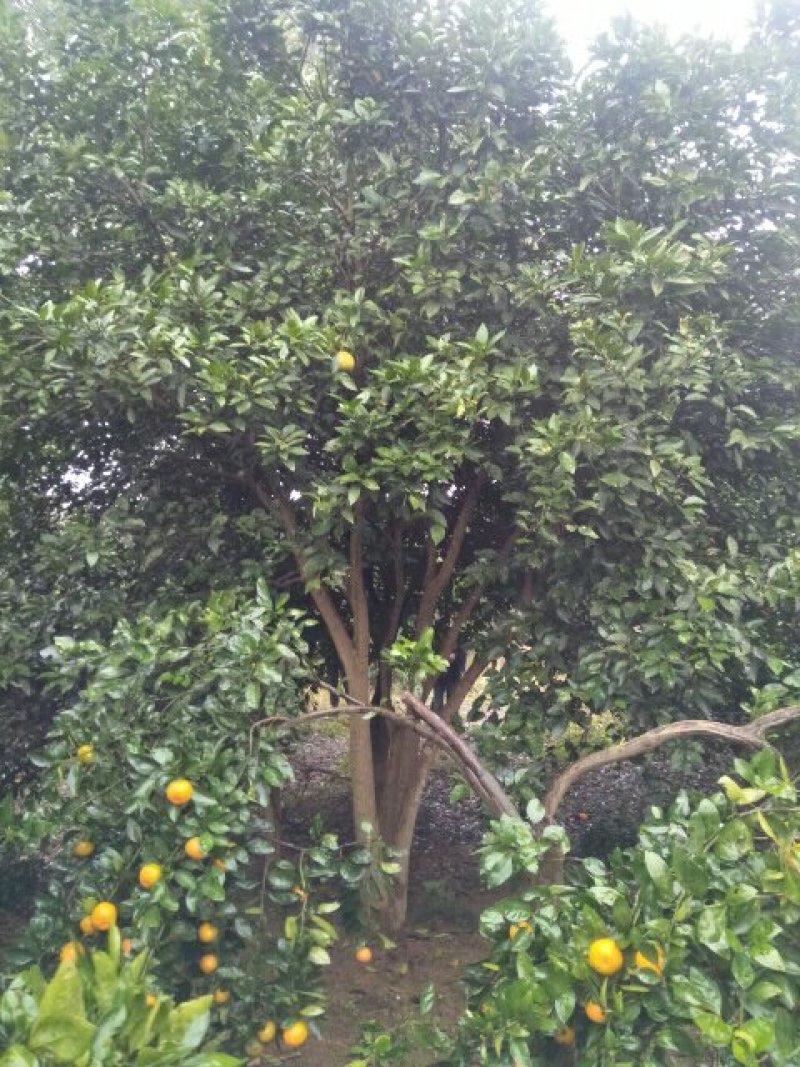香泡