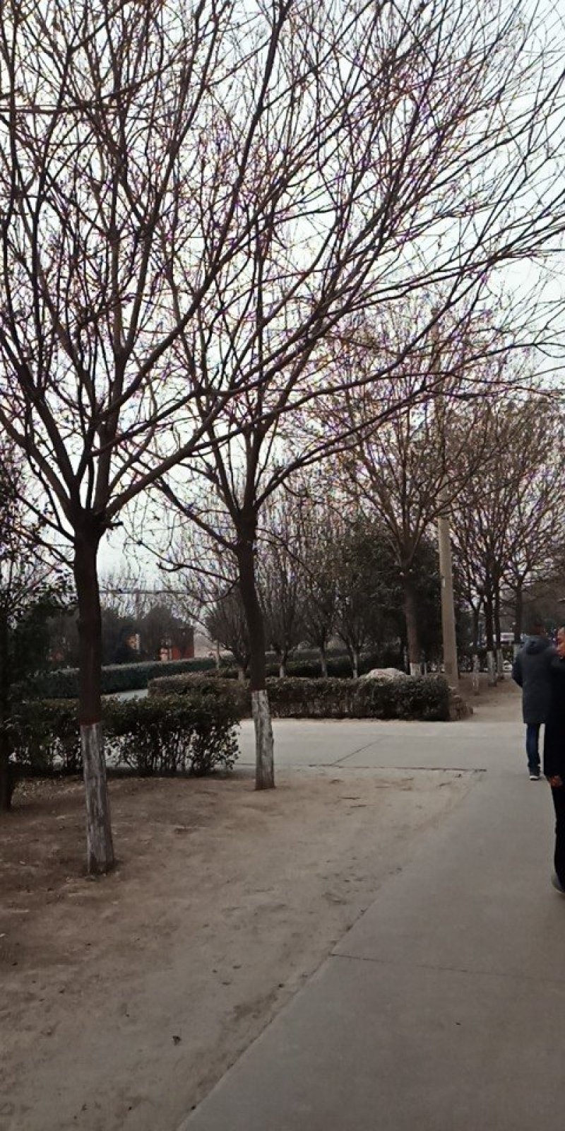 国槐15～30