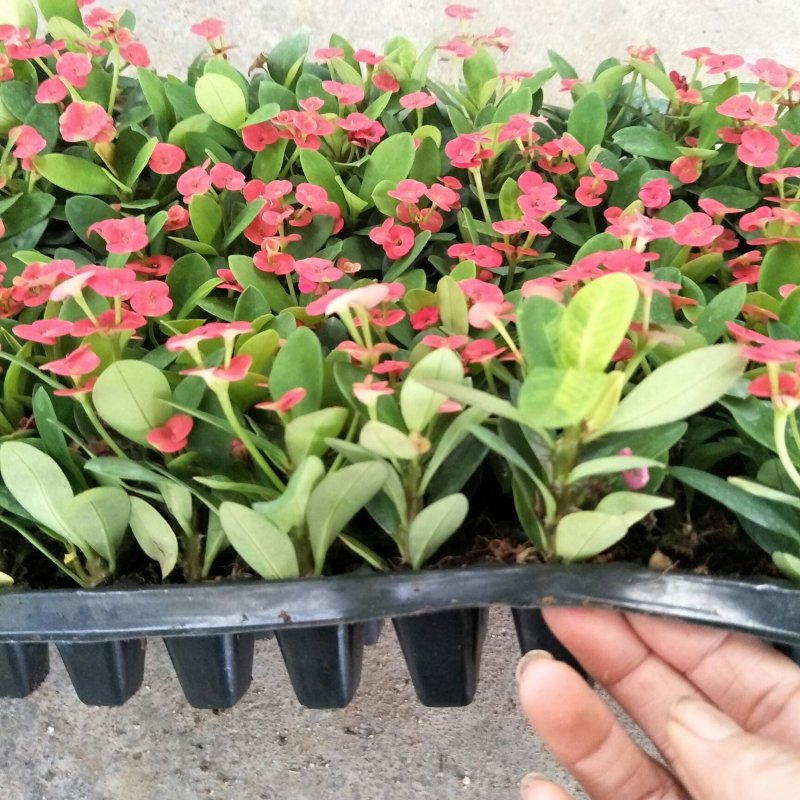 虎刺梅观花盆栽四季开花