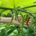 四季长果桑当年种当年结果南北方可种植