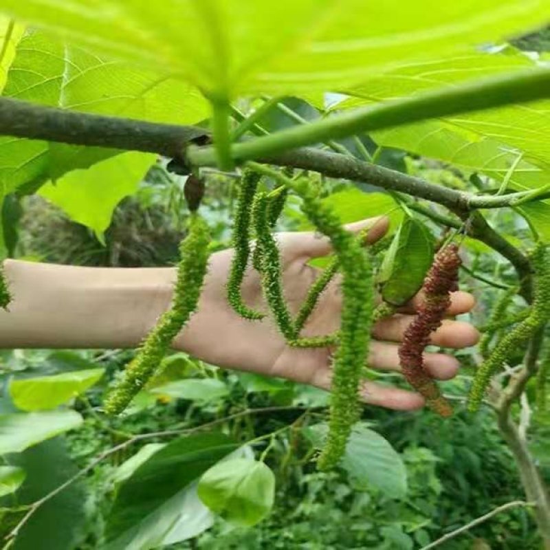 四季长果桑当年种当年结果南北方可种植