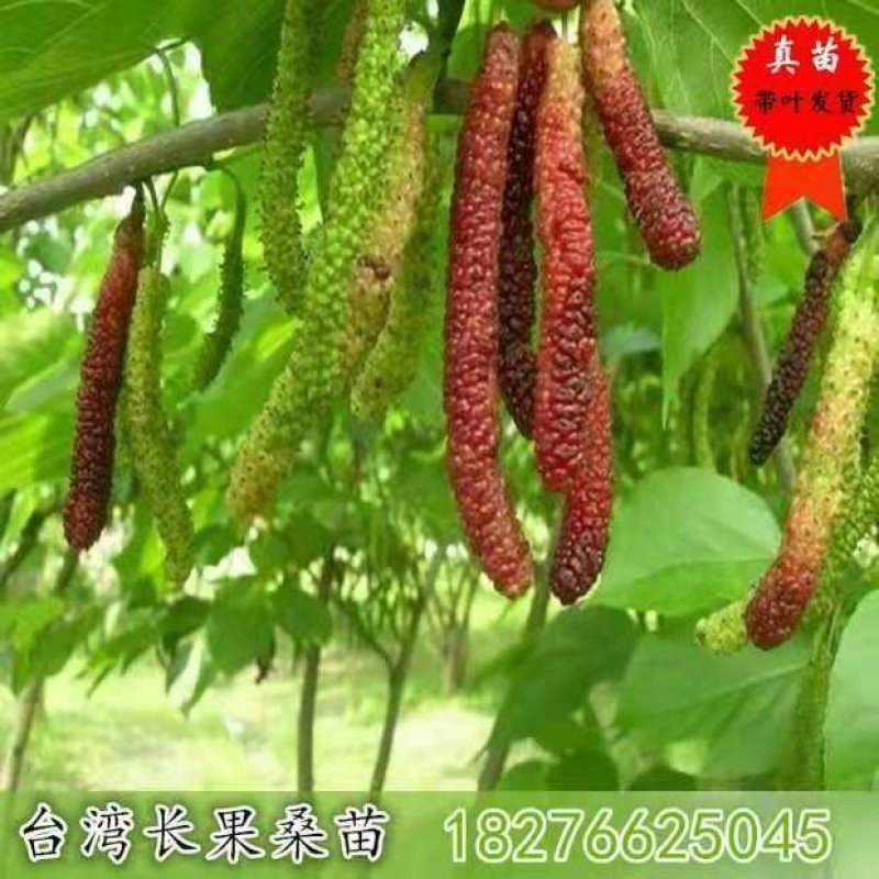 四季长果桑当年种当年结果南北方可种植