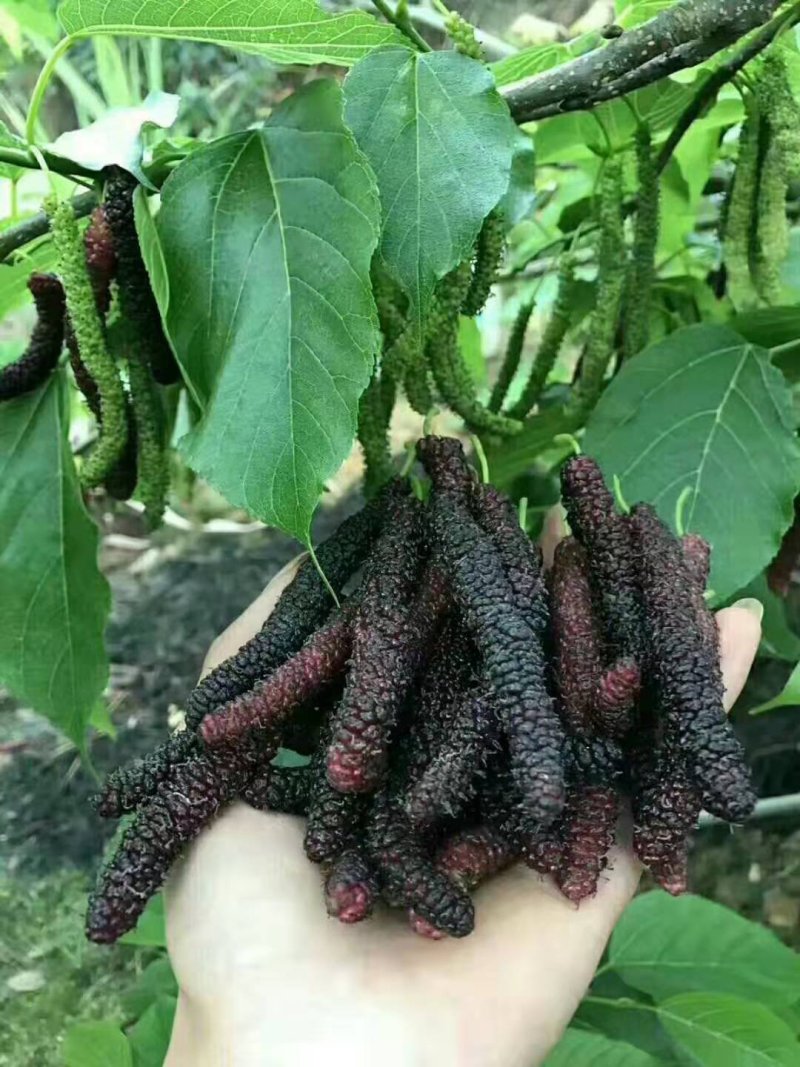 四季长果桑当年种当年结果南北方可种植