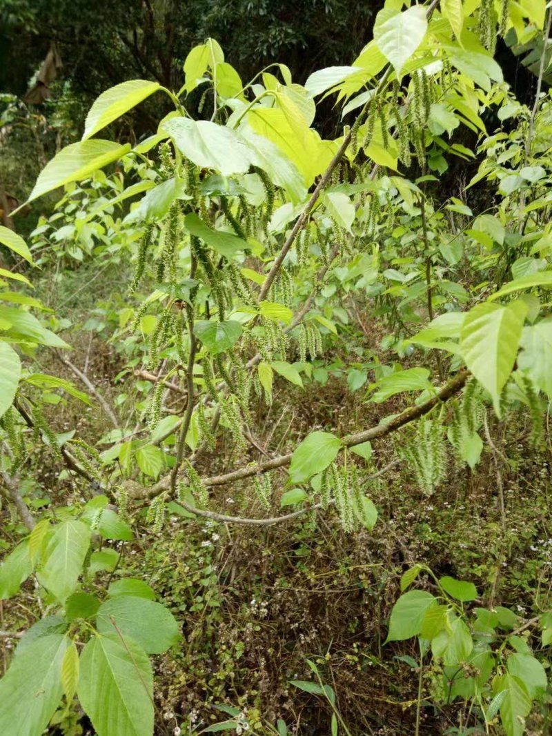四季长果桑当年种当年结果南北方可种植