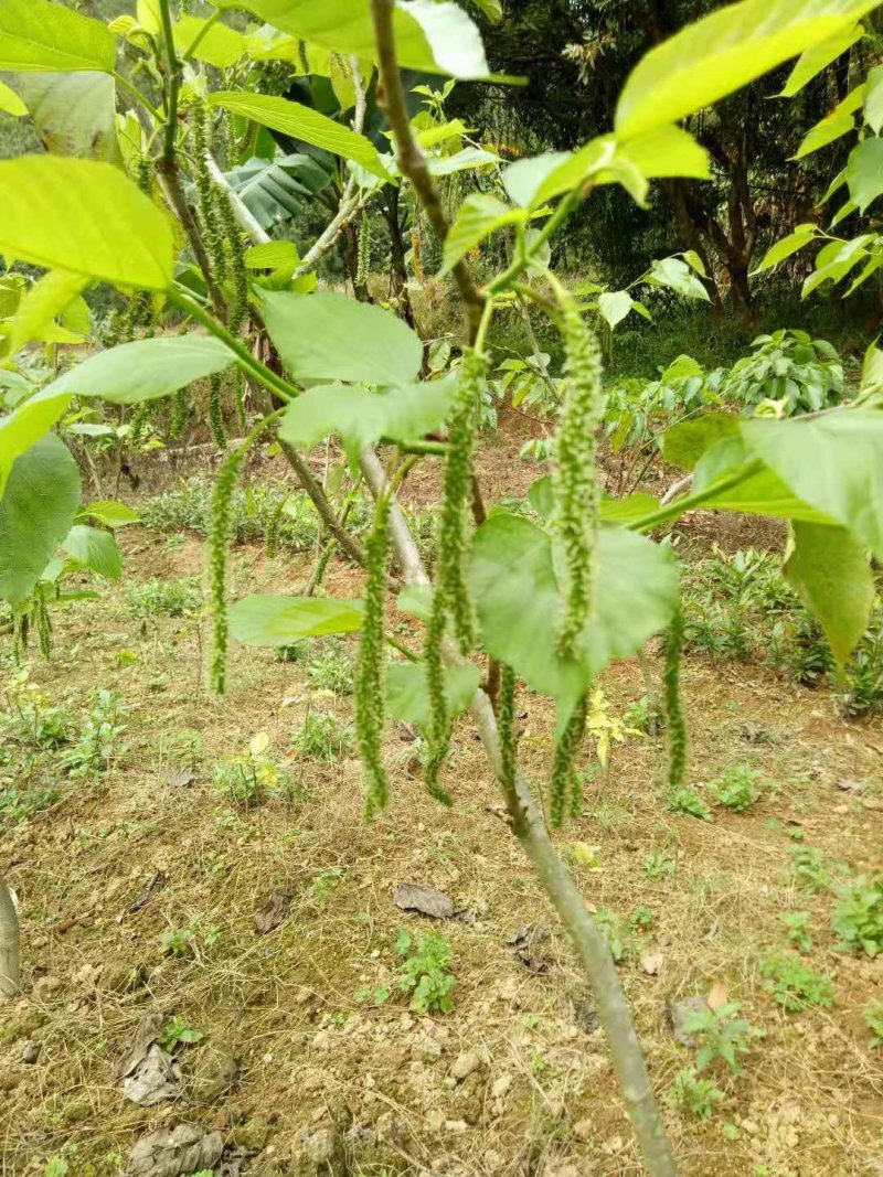 四季长果桑当年种当年结果南北方可种植