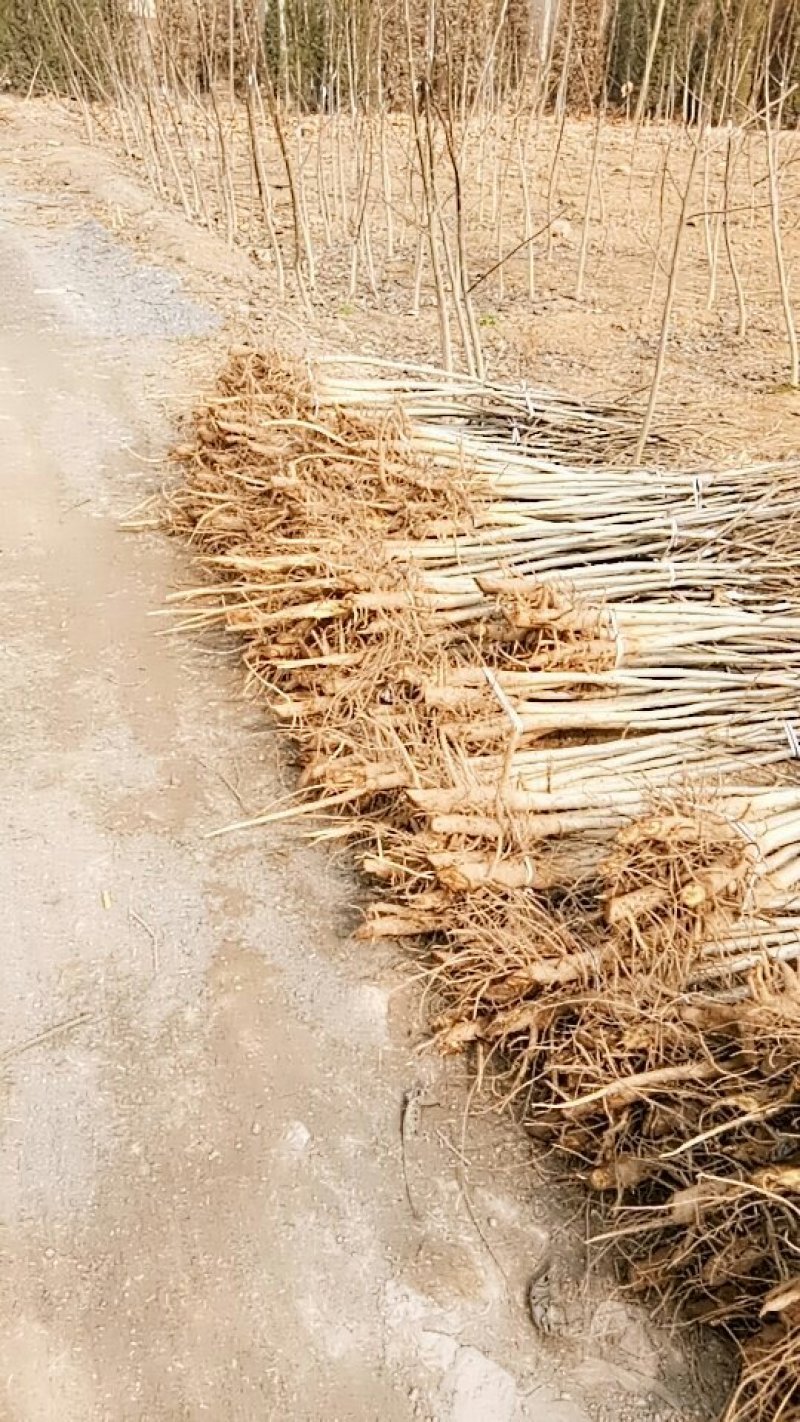 核桃树，，品种清香，辽河，8518