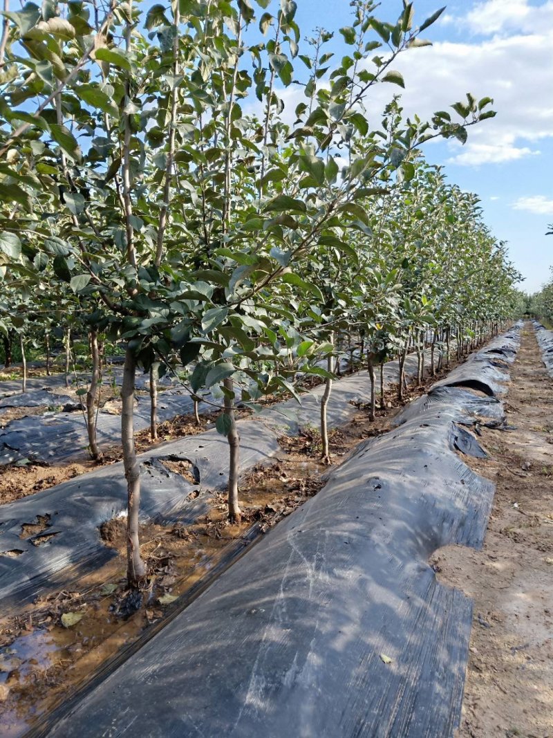 矮化苹果苗，矮化苹果树，3公分矮化苹果树