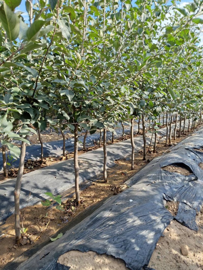 矮化苹果苗，矮化苹果树，3公分矮化苹果树
