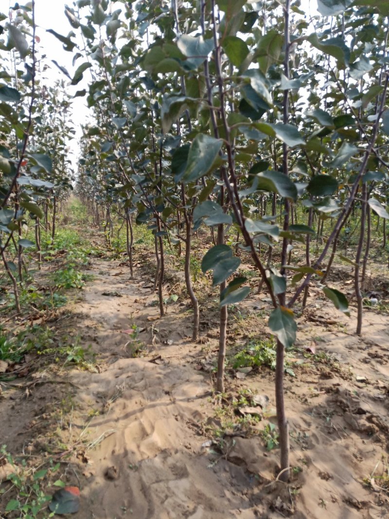 矮化苹果苗，矮化苹果树，3公分矮化苹果树