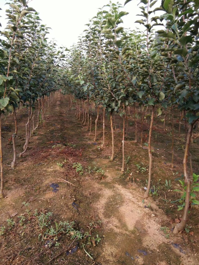 矮化苹果苗，矮化苹果树，3公分矮化苹果树