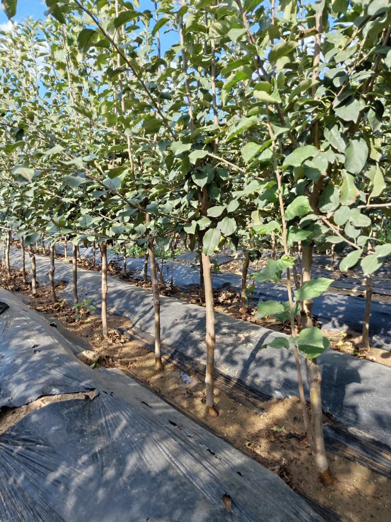 矮化苹果苗，矮化苹果树，3公分矮化苹果树