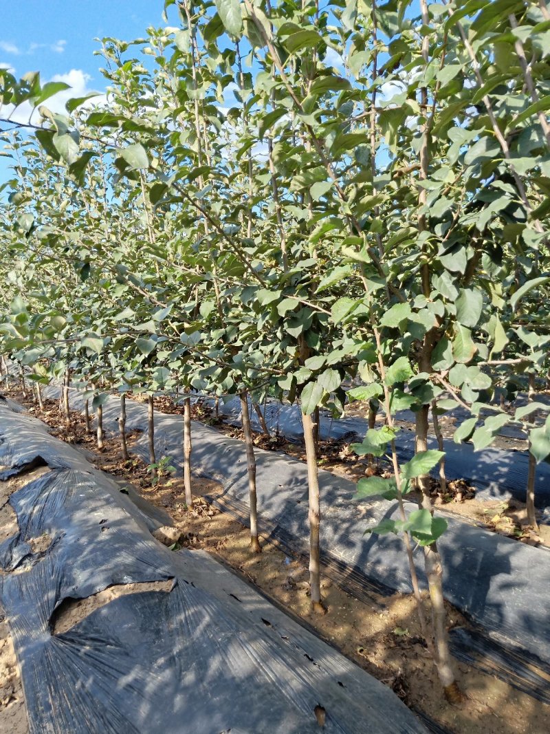 矮化苹果苗，矮化苹果树，3公分矮化苹果树