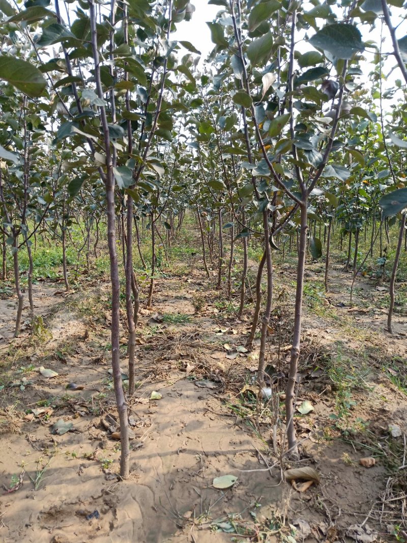 矮化苹果苗，矮化苹果树，3公分矮化苹果树