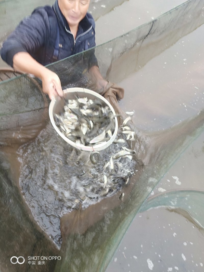 草鱼，鲤鱼，青鱼。