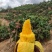 一级贵妃芒一件代发电商微商