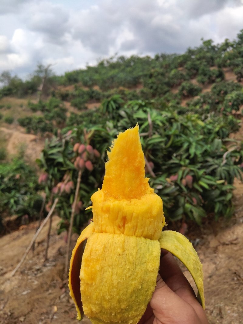 一级贵妃芒一件代发电商微商