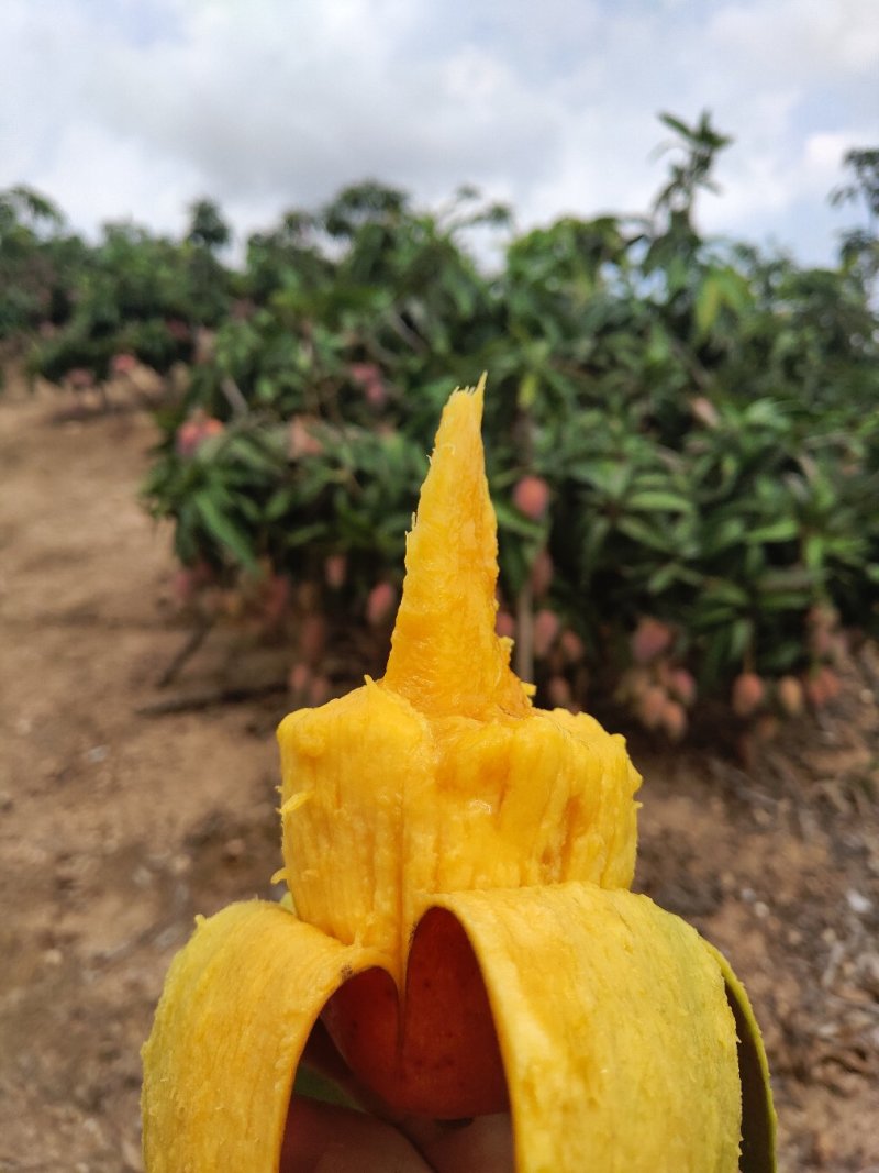 一级贵妃芒一件代发电商微商