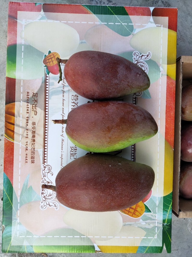 一级贵妃芒一件代发电商微商