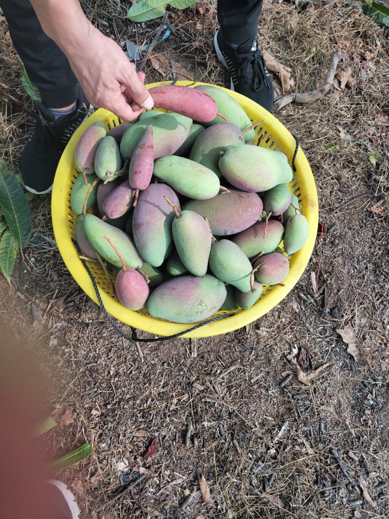 一级贵妃芒一件代发电商微商