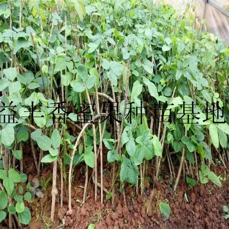 八月果～香蜜果种苗果树种苗基地直接批发