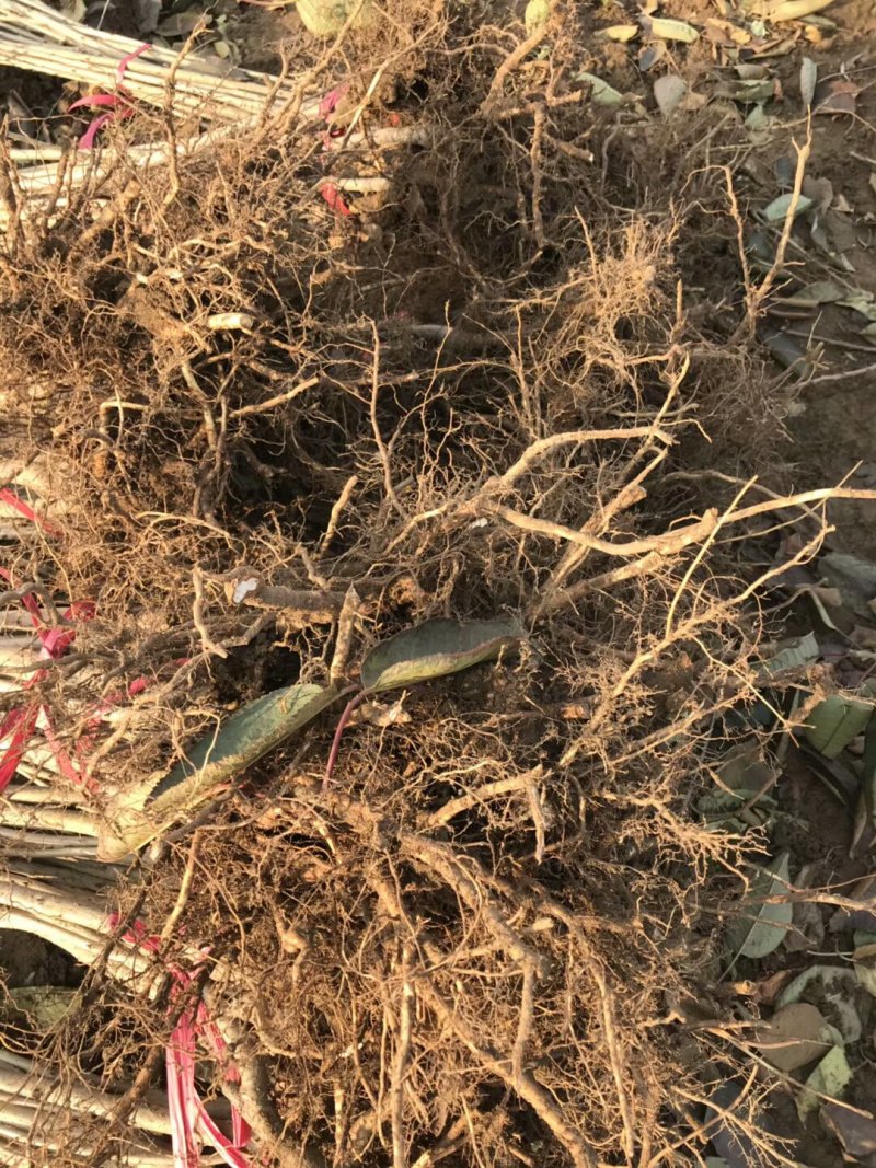 车厘子樱桃苗，一棵也批发，早熟樱桃苗，砂蜜豆樱桃苗