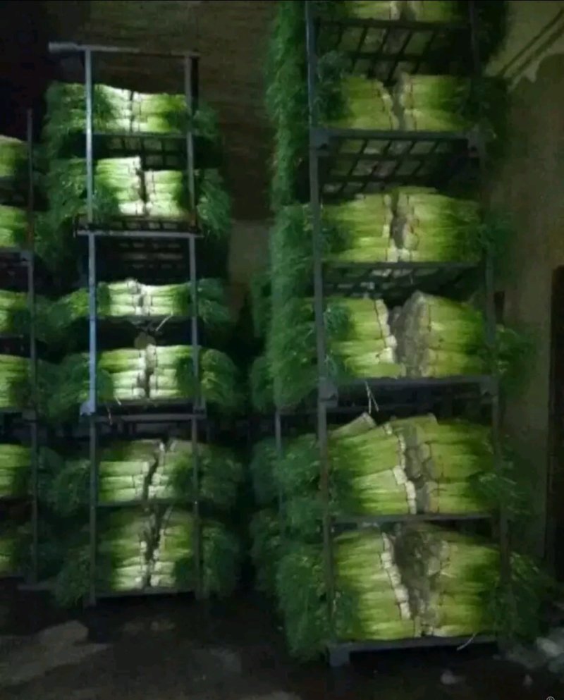 白帽蒜薹万亩蒜苔收货市场日供货100吨架子库遇冷