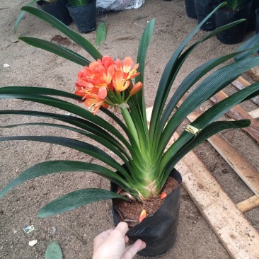 开花君子兰基地长期供应福建产地直销一手货源可视频选购