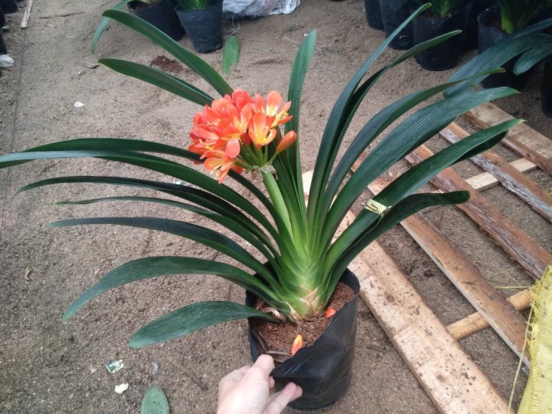 开花君子兰基地长期供应福建产地直销一手货源可视频选购