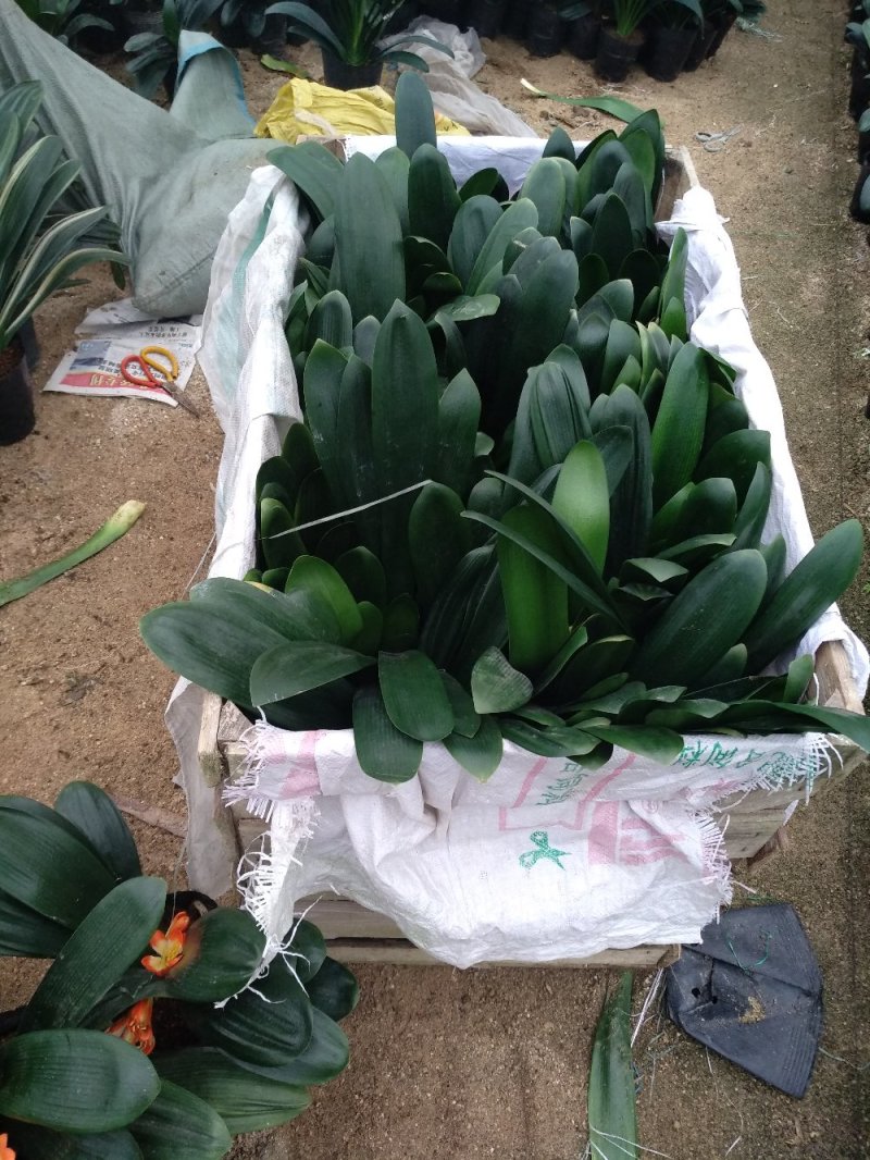 开花君子兰基地长期供应福建产地直销一手货源可视频选购