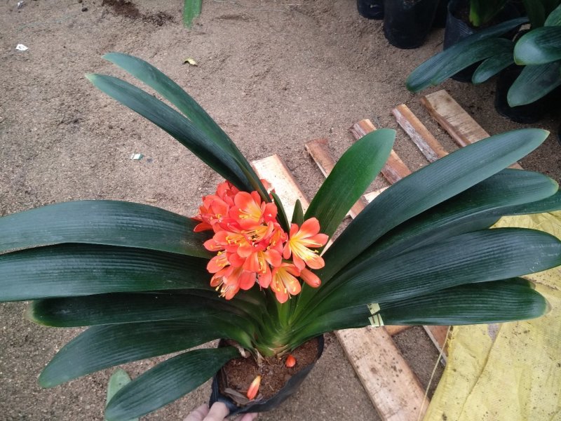 开花君子兰基地长期供应福建产地直销一手货源可视频选购