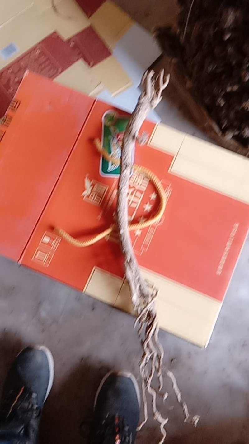 野黄芪，