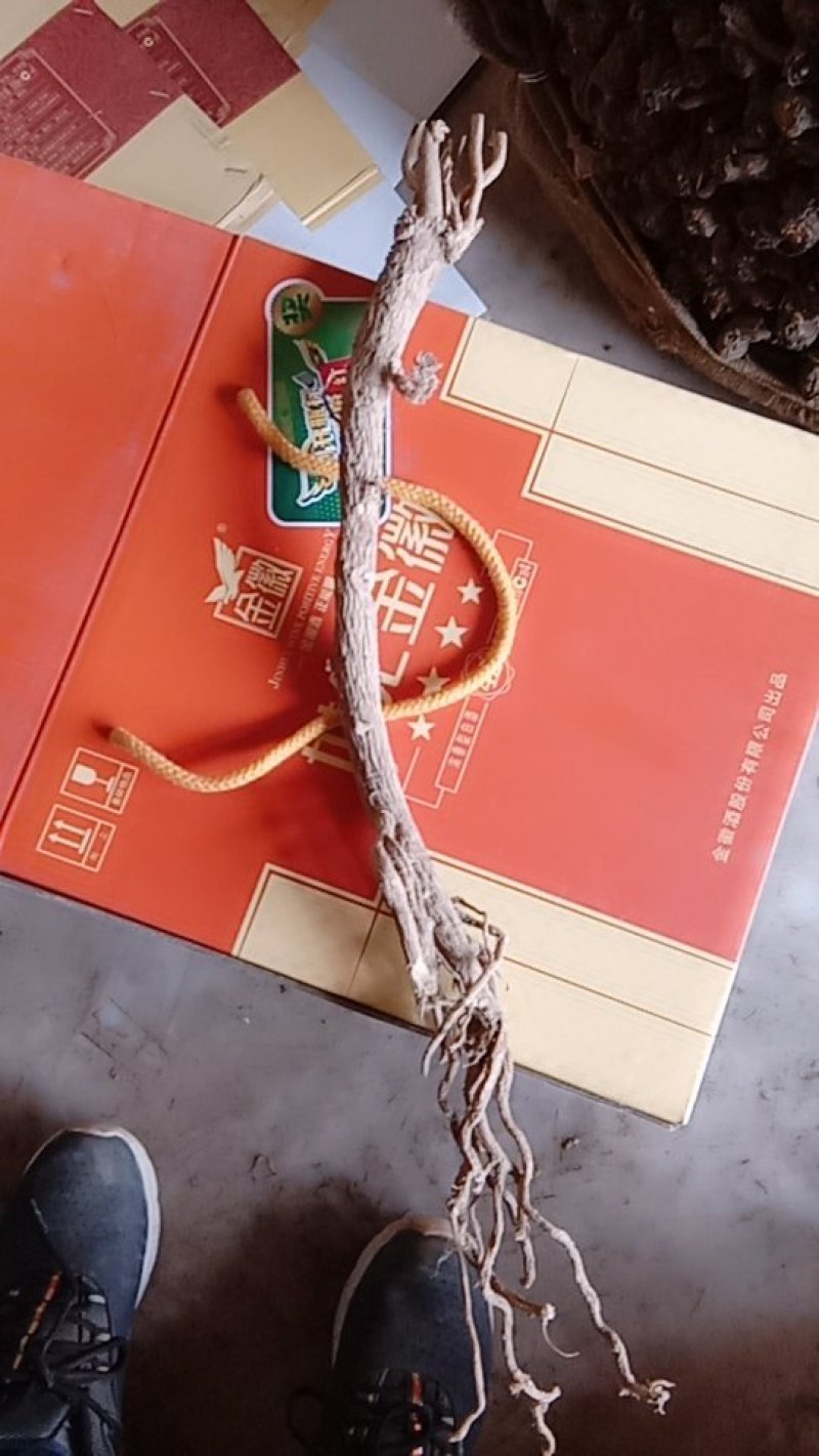 野黄芪，